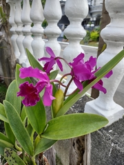 Cattleya