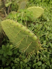 Opuntia comonduensis