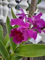 Cattleya