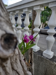 Cattleya