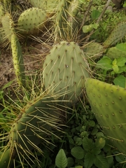 Opuntia comonduensis