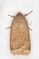 Abagrotis cupida