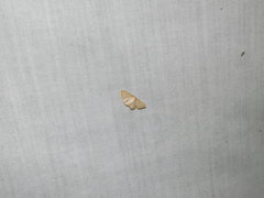 Leptostales terminata