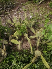 Opuntia comonduensis