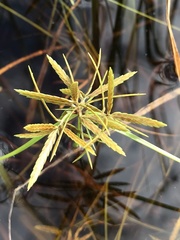 Cyperus filicinus