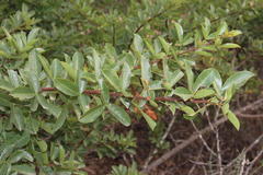 Searsia laevigata laevigata