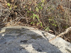 Podarcis siculus tyrrhenicus