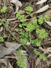 Lotus uliginosus