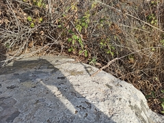 Podarcis siculus tyrrhenicus