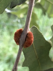 Striatoandricus aciculatus