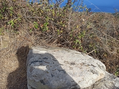 Podarcis siculus tyrrhenicus