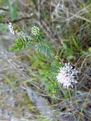 Agathosma dielsiana
