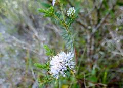 Agathosma dielsiana