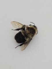 Bombus impatiens