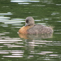 Poliocephalus rufopectus