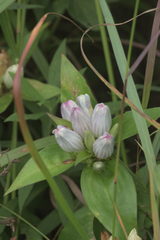 Gentiana × pallidocyanea