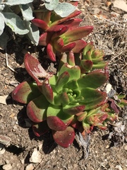 Dudleya caespitosa