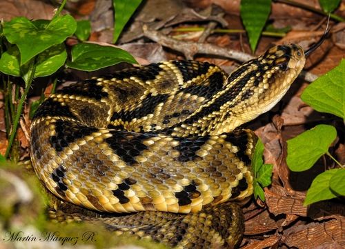 Totonacan Rattlesnake