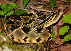 Crotalus totonacus