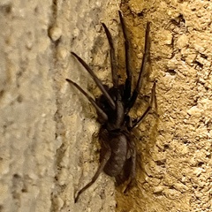 Segestria florentina