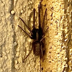 Segestria florentina