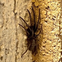 Segestria florentina