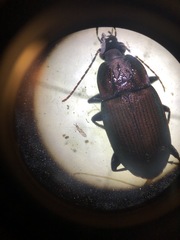 Chlaenius tomentosus