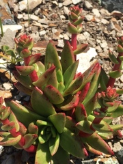 Dudleya caespitosa