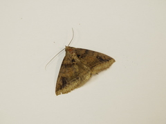 Celiptera levina