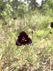 Calochortus occidentalis