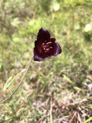 Calochortus occidentalis