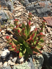 Dudleya caespitosa