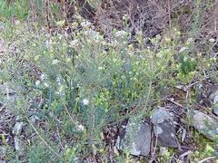 Agathosma dielsiana