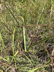 Calochortus occidentalis