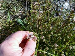 Agathosma dielsiana