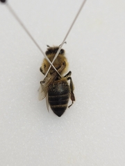 Apis mellifera