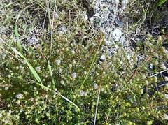 Agathosma dielsiana