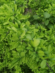 Phaulothamnus