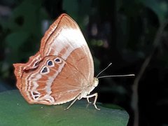 Abisara saturata kausambioides