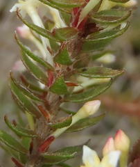 Struthiola hirsuta