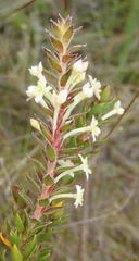 Struthiola hirsuta