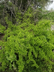 Phaulothamnus