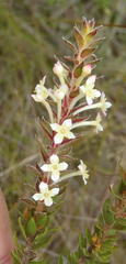 Struthiola hirsuta