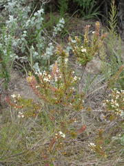 Struthiola hirsuta