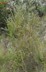 Struthiola hirsuta
