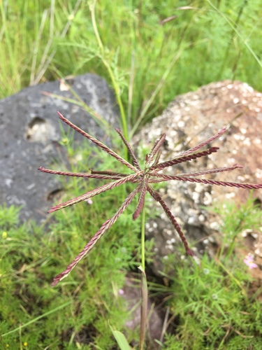 Mexican windmill grass (Chloris submutica)