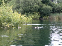 Poliocephalus rufopectus