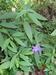 Ruellia dipteracanthus