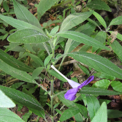 Ruellia dipteracanthus