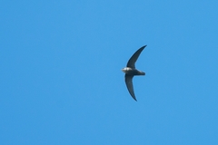 Chaetura meridionalis